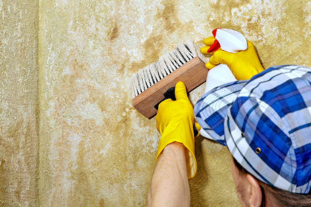 Best Mold Damage Restoration  in Dallas, GA