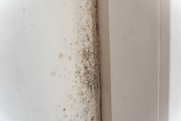 Best Mold Documentation for Insurance Claims  in Dallas, GA